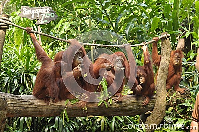 A group of Orang Utan and its baby in Singapore Zoo Editorial Stock Photo