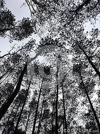 Potrait View Of Pine Trees Stock Photo