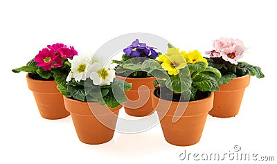 Pots with colorful Primroses Stock Photo