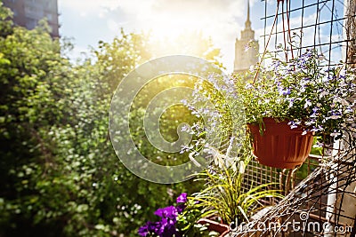 Pots with flowers on the balcony, a sunny summer mood Stock Photo