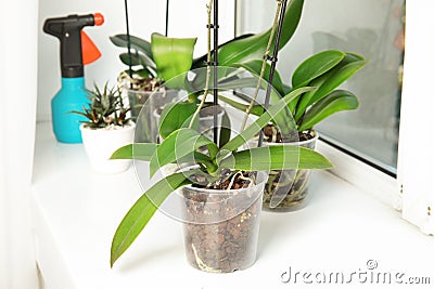 Pots with orchid plants Stock Photo