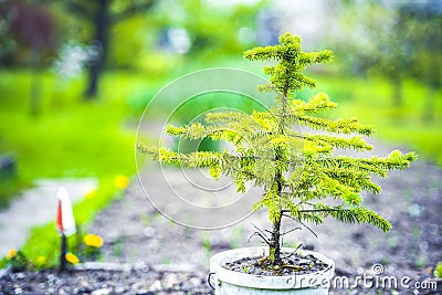 Pots with soil and seedlings of coniferous trees. Spruce branch. Beautiful branch of spruce with needles. Stock Photo