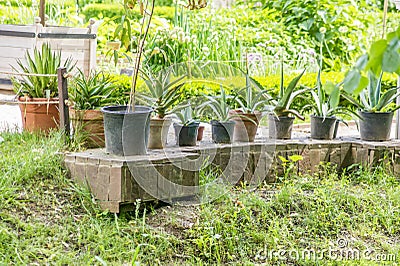 Pots with succulent ourdoors Stock Photo