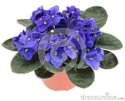 Potted African Violet (Saintpaulia ionantha) Stock Photo