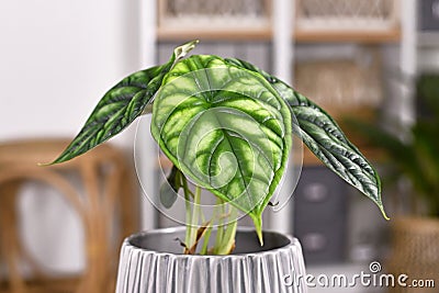 Potted `Alocasia Baginda Dragon Scale` houseplant Stock Photo