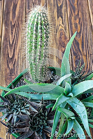 Potted Aloe Vera Plant on wooden table. Aloe vera leaves tropical green plants tolerate hot weather closeup selectiv focus Urban g Stock Photo