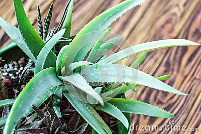 Potted Aloe Vera Plant on wooden table. Aloe vera leaves tropical green plants tolerate hot weather closeup selectiv focus Urban g Stock Photo