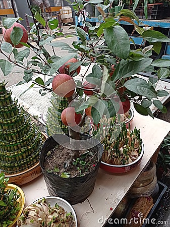Potted apple trees with many apples Editorial Stock Photo