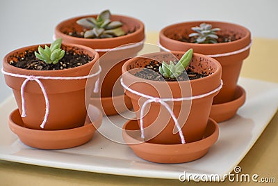 Potted Baby Succulent Plants, Clay Pots Stock Photo