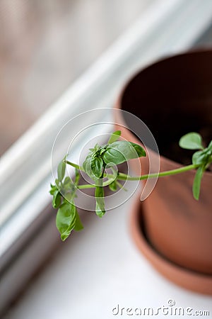 Potted Basil Plant Stock Photo