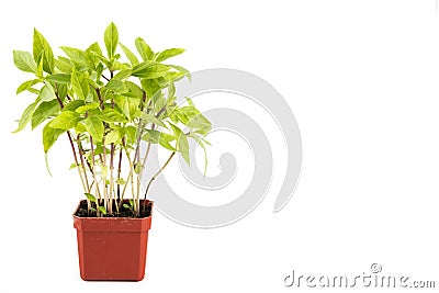 Potted Basil plant with isolated background, flushed left Stock Photo