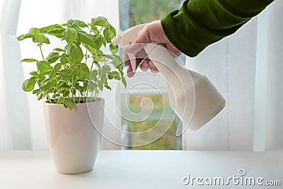 Potted basil plant is sprayed with water, cultivating fresh herbs on the windowsill in the kitchen Stock Photo