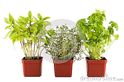 Potted Basil, Thyme and Parsley plant with isolated background, flushed left Stock Photo