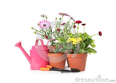 Potted blooming flowers and gardening equipment Stock Photo