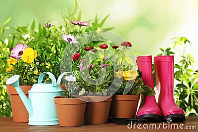 Potted blooming flowers and gardening equipment on wooden table Stock Photo