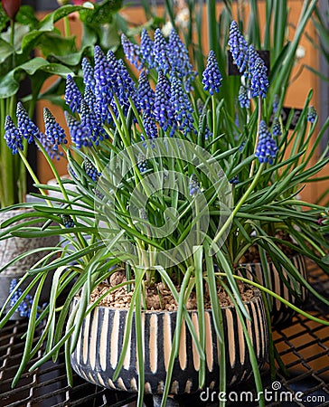 Potted blue Muscari armeniacum known as grape hyacinth or Armenian grape hyacinth or garden grape-hyacinth flowering plant at the Stock Photo