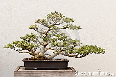 Potted Bonsai Tree Stock Photo