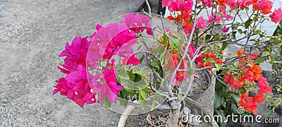 Potted bougainvillea plants placed in front of a beautifully flowering Stock Photo