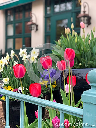 Potted, bright pink, bloomed tulips Stock Photo