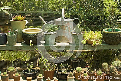 Potted cacti in a nursery Stock Photo