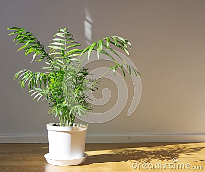 Potted Chamaedorea elegans. Parlor palm with sunlight. Tropical plant on floor Stock Photo