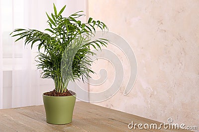 Potted chamaedorea palm on wooden table indoors, space for text. Beautiful houseplant Stock Photo