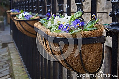 Potted colorful flowers decoration on the fence Stock Photo