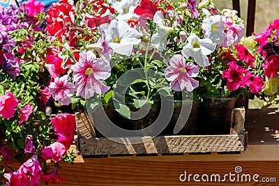 Potted colorful petunia flowers for sale on street market Stock Photo