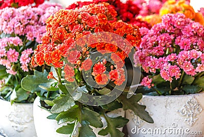 Potted colorful succulent Kalanchoe blossfeldiana flowers Stock Photo