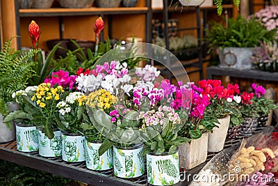 Potted decorative succulent Kalanchoe blossfeldiana and Cyclamen persicum plants in different colors at the greek garden shop in Stock Photo