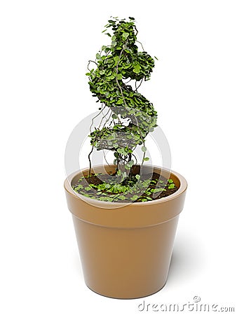 Potted dollar plant Stock Photo