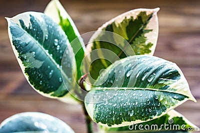 Potted ficus elastica plant, on a wooden background, closeup, selectiv focus. Urban gardening, home planting. Stock Photo