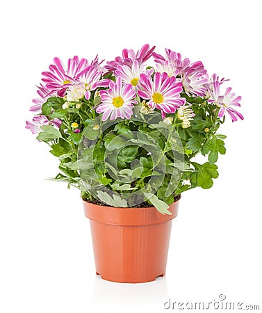 Potted flower Stock Photo