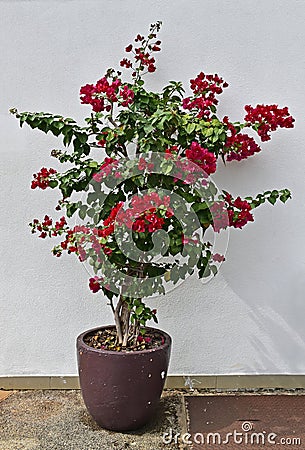 Potted flowering bougainvillea on garden Stock Photo