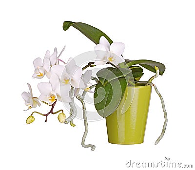 Potted, flowering Phalaenopsis orchid plant isolated Stock Photo