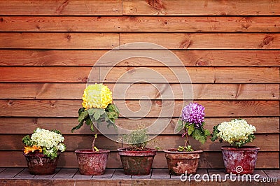 Potted flowers Stock Photo