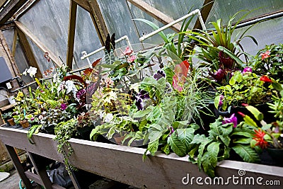 Potted Flowers in Greenhouse Stock Photo