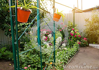 Potted flowers grow in the home garden. Decorations in the form of plants. Hanging pots. Selective focus Stock Photo