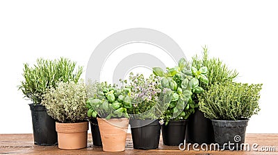 Potted fresh green herbs wooden kitchen table Stock Photo