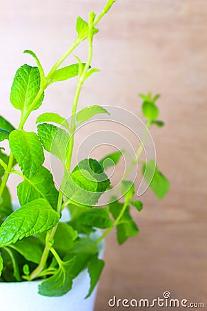 Potted fresh green Mint Stock Photo