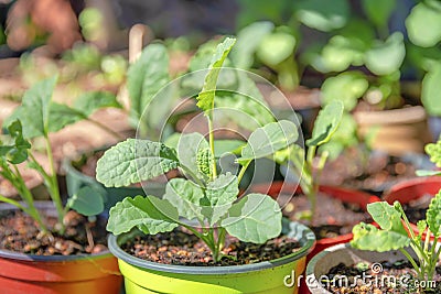 Potted fresh green vegetable plants in San Francisco, California Stock Photo