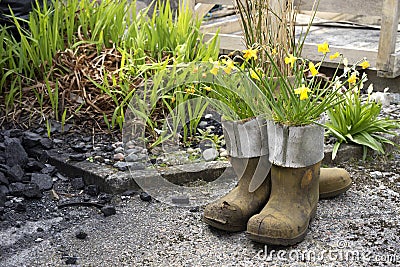 Potted galoshes Stock Photo