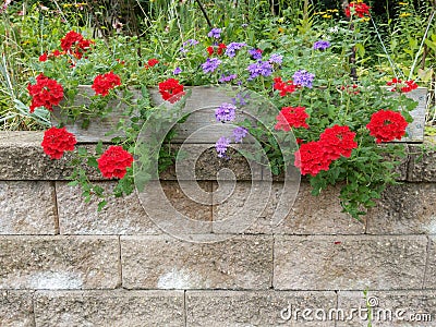 Red Geraniums with Purple Flowers on Stone Wall Stock Photo