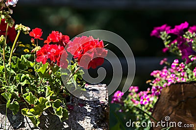 Potted geraniums lit by the sun at midday Stock Photo