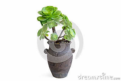 Potted green succulent plant isolated Stock Photo