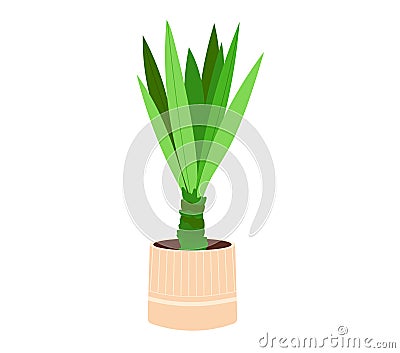 Potted green yucca plant with thick leaves, indoor houseplant in a wooden pot. Home or office decor greenery. Yucca Cartoon Illustration