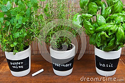 Potted herbs with labels Stock Photo