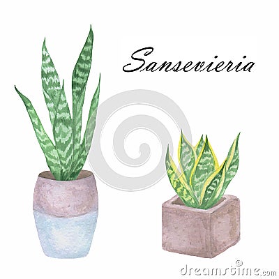 Potted home plants isolated on white in watercolor. Sansevieria Stock Photo