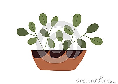 Potted house plant with green leaves. Foliage houseplant with leaf. Fresh home decor growing in flowerpot. Modern leafy Vector Illustration