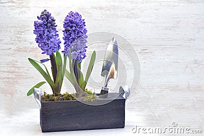 Potted hyacinth in box with shovel Stock Photo